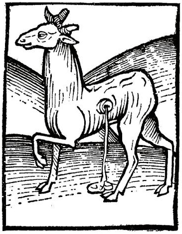 15th-century woodcut of Siberian musk deer, whose musk gland supplies musk. Wikimedia Commons.
