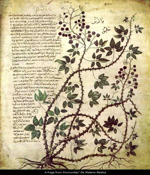 6th century copy of De Materia Medica by Dioscorides (40-60 CE), still a central text of early modern medicine